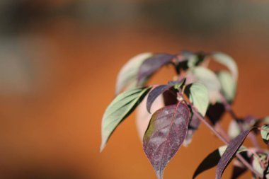 Olay yerinden bir Zen Bahçesi