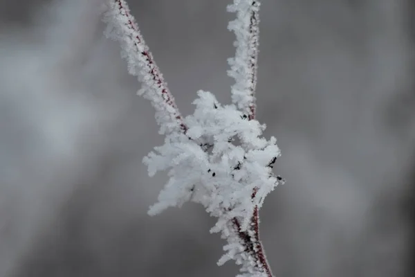 Мороз в лесу — стоковое фото