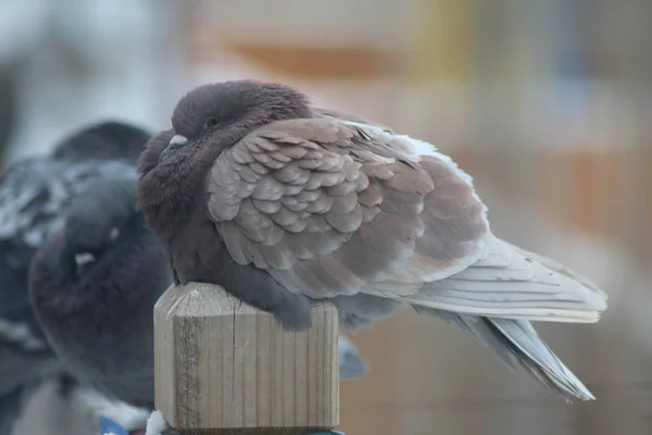 Pigeon en hiver — Photo