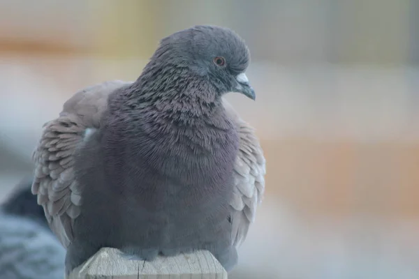 Pigeon en hiver — Photo