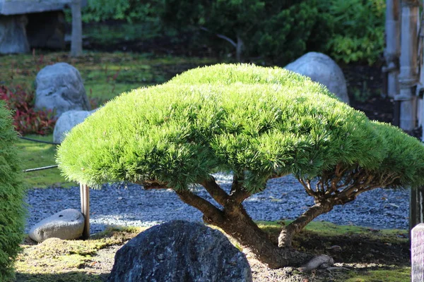 Escena de un jardín zen Fotos De Stock Sin Royalties Gratis