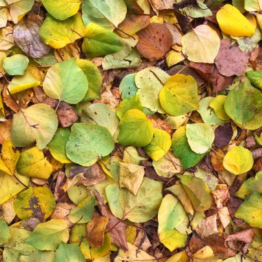 Arkaplanda rengarenk sonbahar yaprakları