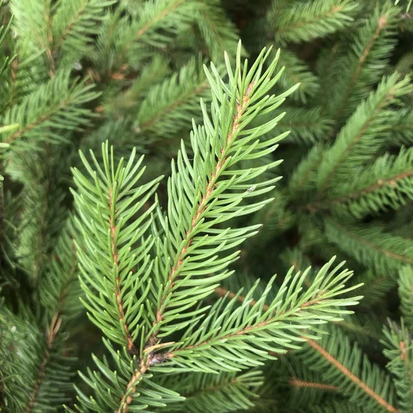 Background of green Christmas tree branches. Macro photo — Stock Photo, Image