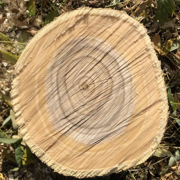 Sección transversal del tronco del árbol que muestra anillos de crecimiento — Foto de Stock