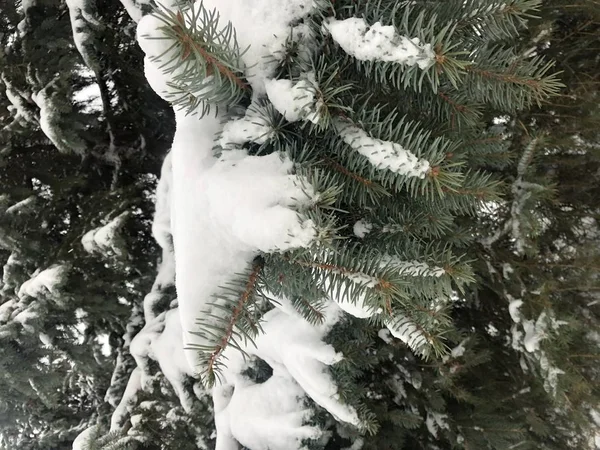 Achtergrond veel sneeuw op blauwe kerstboom — Stockfoto