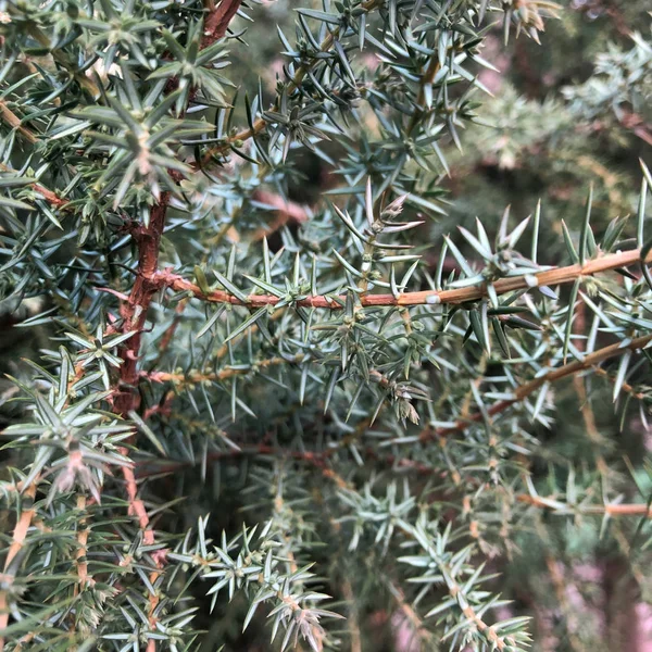 Donkergroene scherpe stekels. Kruidenplant. Natuur abstracte achtergrond. — Stockfoto