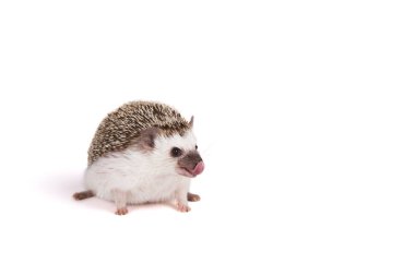 Onun dilini a evde beslenen hayvan kirpi