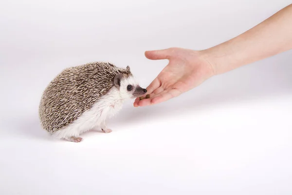 A pet hedgehog eating food from a child's hand — Stock Photo, Image