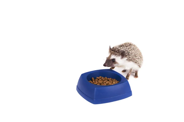 접시에서 먹는 한 고슴도치 — 스톡 사진