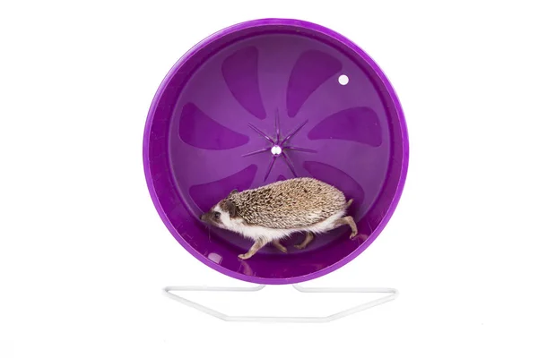 Hedgehog running on an exercise wheel — Stock Photo, Image