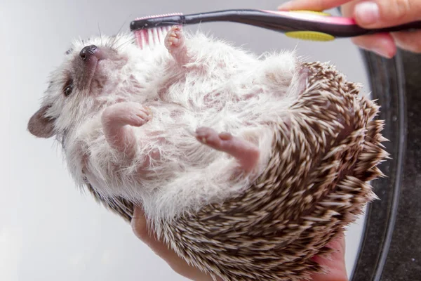A evde beslenen hayvan kirpi bir banyo vermek — Stok fotoğraf
