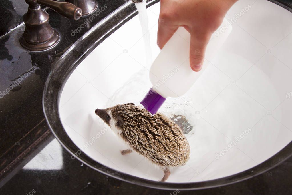 Giving a pet hedgehog a bath in the sink 