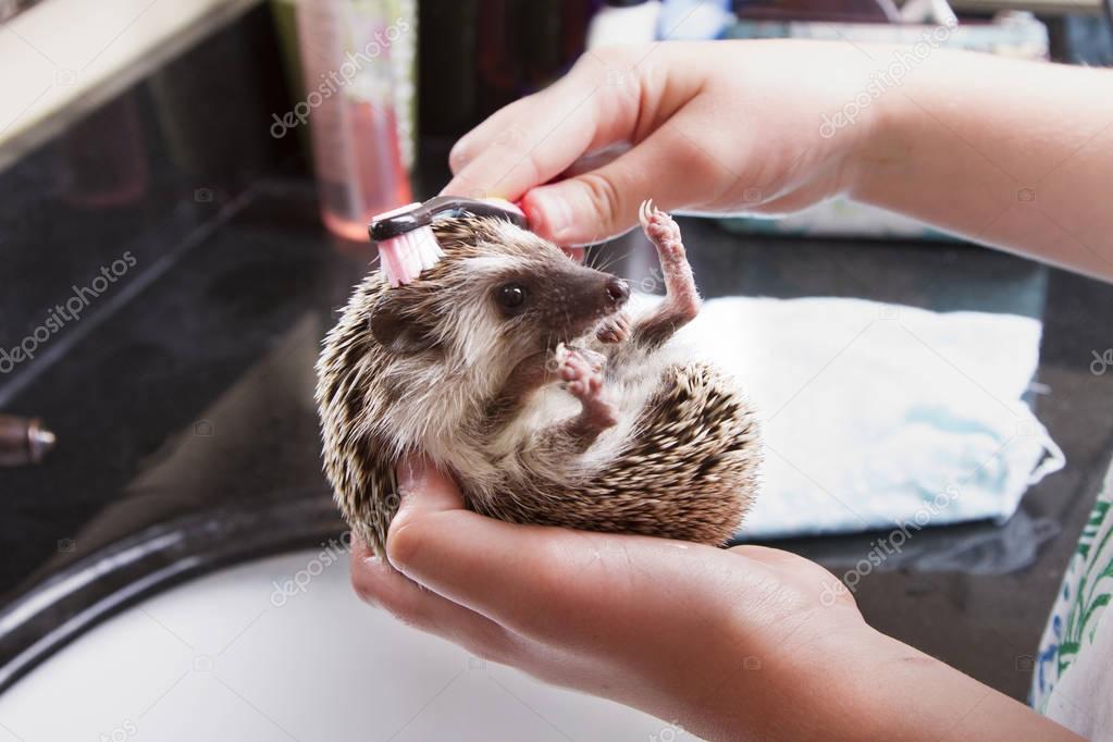 Giving a pet hedgehog a bath in a sink