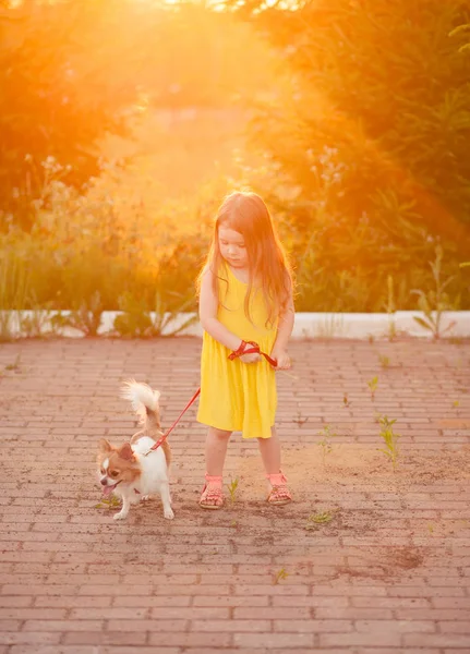 A menina segurando a trela de um pequeno cão Imagens De Bancos De Imagens