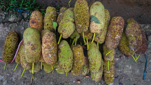 Nangka Cempedak adında büyük bir Endonezya Jackfruit grubu.