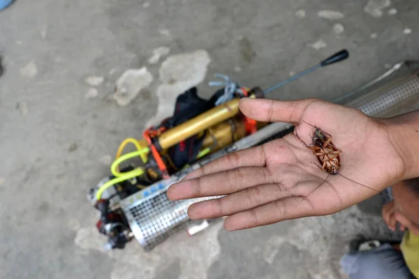 蟑螂在被喷上烟雾以防止齐卡病毒的传播和杀死疟疾蚊子后死亡 — 图库照片