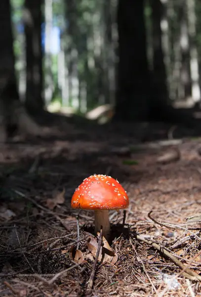 Kırmızı şapkalı mantar ormanlık bir sahnede benekli