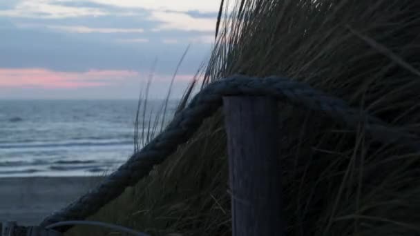 Costa Del Mar Del Norte Través Las Cañas — Vídeo de stock