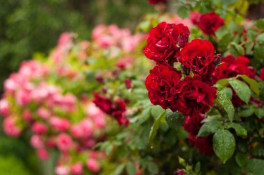 Kırmızı ve pembe Gül tomurcukları yeşil Bush bir arka plan ile. Kırmızı ve pembe Gül Bush. Gül yağmur sonra.