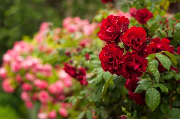Rote und rosa Rosen mit Knospen auf einem Hintergrund von einem grünen Busch. Busch aus roten und rosa Rosen. Rosen nach Regen. — Stockfoto