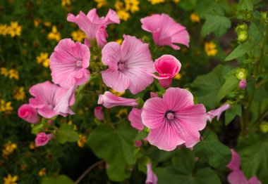 Yağmur sonrası bahçede pembe Petunya çiçek çiçeklenme. 