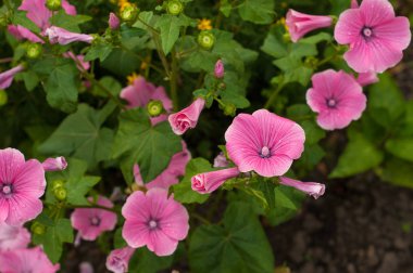 Yağmur sonrası bahçede pembe Petunya çiçek çiçeklenme. 