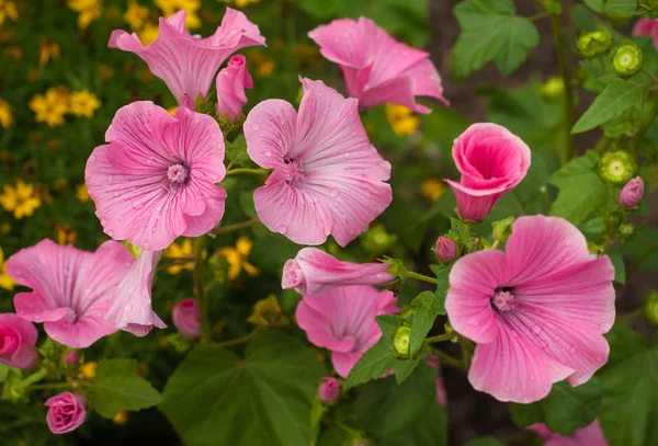 Yağmur sonrası bahçede pembe Petunya çiçek çiçeklenme. 