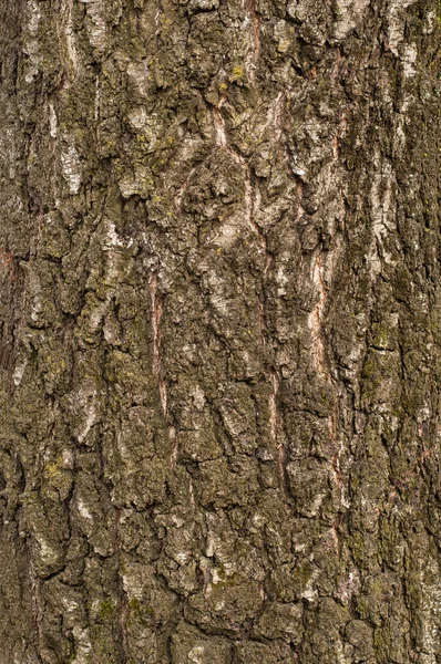 Textura de latido de vidoeiro velho. Textura de uma árvore rachada ba áspera — Fotografia de Stock
