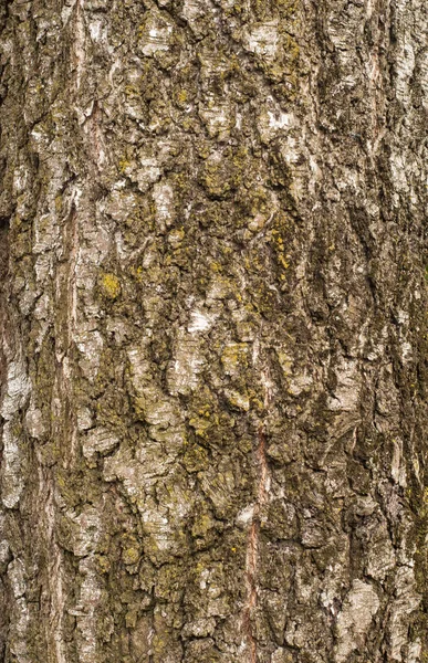 Textura de corteza de abedul viejo. Textura de un árbol rugoso agrietado ba —  Fotos de Stock