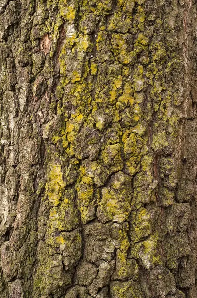 Texture d'une écorce d'arbre rugueuse fissurée avec mousse verte pour la conception graphique . — Photo