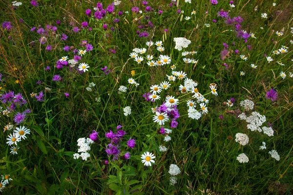 Blühende Gänseblümchen auf einer Wiese im Sommer. Feldblumen blühen — Stockfoto