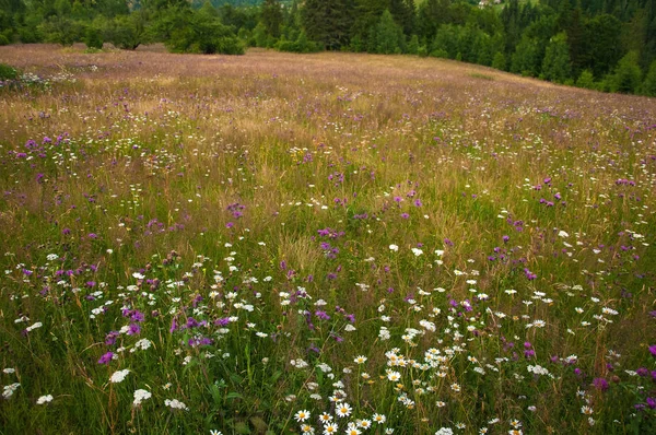 Las margaritas que florecen en el prado en verano. Flores de campo florecen — Foto de Stock