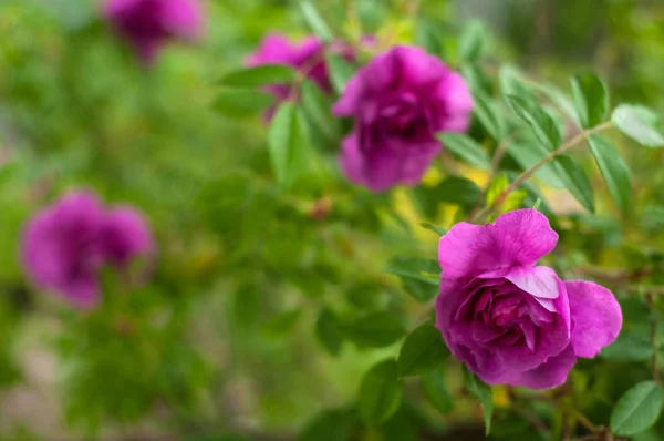 Roze rozen met toppen op een achtergrond van een groene struik. — Stockfoto