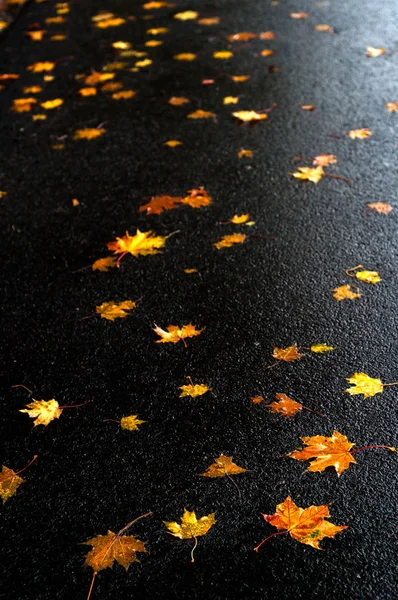 Bunte Ahornblätter auf dem Asphalt nach Regen im Herbst. — Stockfoto