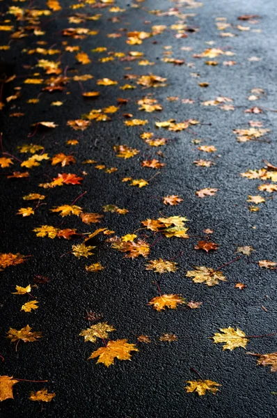 Folhas de bordo multicoloridas no asfalto após a chuva no outono . — Fotografia de Stock