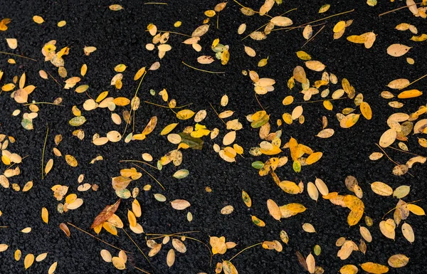 Folhas amarelas caídas no chão depois de uma chuva no outono da — Fotografia de Stock