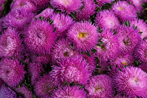 Fırfırlı pembe Aster yaz bahçesinde. — Stok fotoğraf