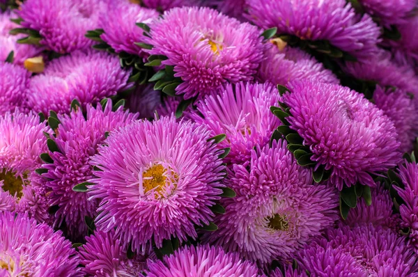 Sottobicchieri rosa frilly nel giardino estivo . — Foto Stock