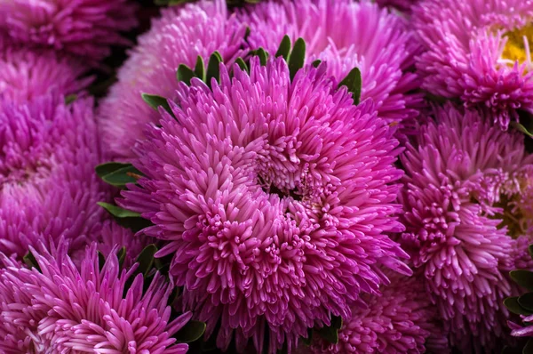 Sottobicchieri rosa frilly nel giardino estivo . — Foto Stock