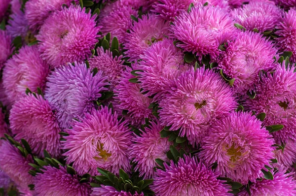 在夏季花园的粉体粉红色的石膏. — 图库照片