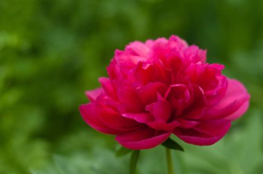 Kırmızı şakayık karşıtı bir arka plan bulanık yeşil yaprak çiçek.