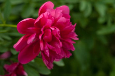 Kırmızı şakayık karşıtı bir arka plan bulanık yeşil yaprak çiçek.