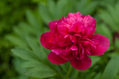 Kırmızı şakayık karşıtı bir arka plan bulanık yeşil yaprak çiçek.