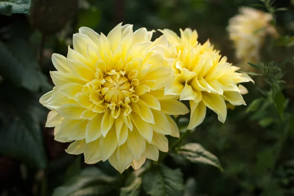 Sarı dahlias güneş ışınlarına bahçesindeki yaz aydınlatmak..