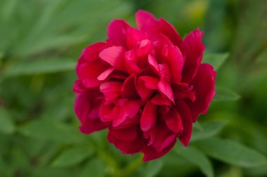 Kırmızı şakayık bir arka plan bulanık yeşil yaprak çiçek.