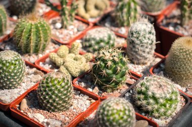 Bir çeşit tencere küçük kaktüsün üzerinde seçici odak. 