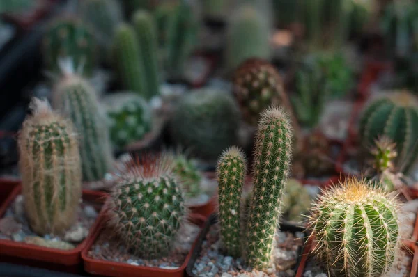 Bir çeşit tencere küçük kaktüsün üzerinde seçici odak. 