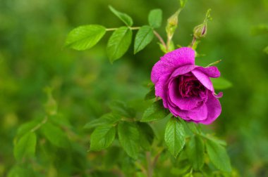 Pembe gül tomurcukları bir arka planda yeşil Bush ile. 
