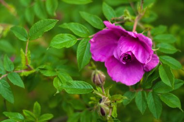 Pembe gül tomurcukları bir arka planda yeşil Bush ile. 