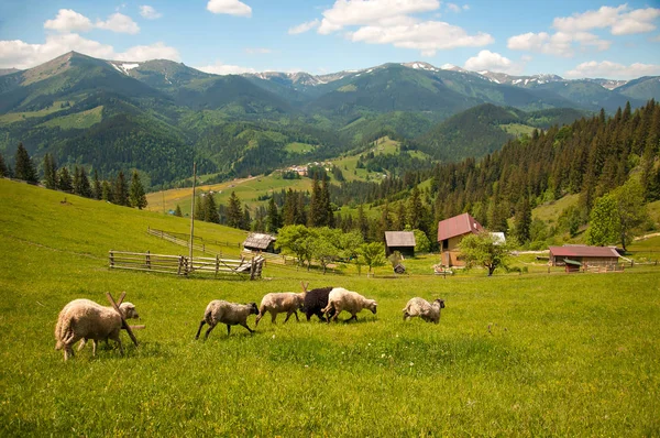 Viaggio Stile di vita concetto belle montagne paesaggio sullo sfondo Vacanze estive attività all'aperto. Gregge di pecore nei carpazi . — Foto Stock